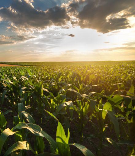 Comprehensive Agricultural Solutions for Modern Farming
