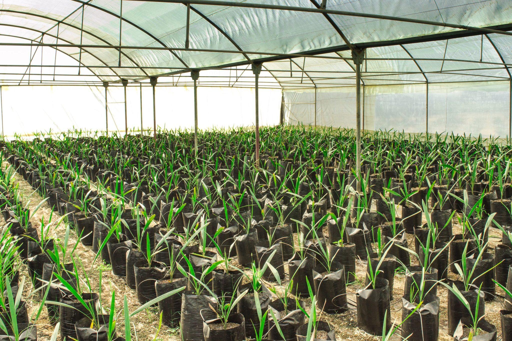 Date Palm Nurseries