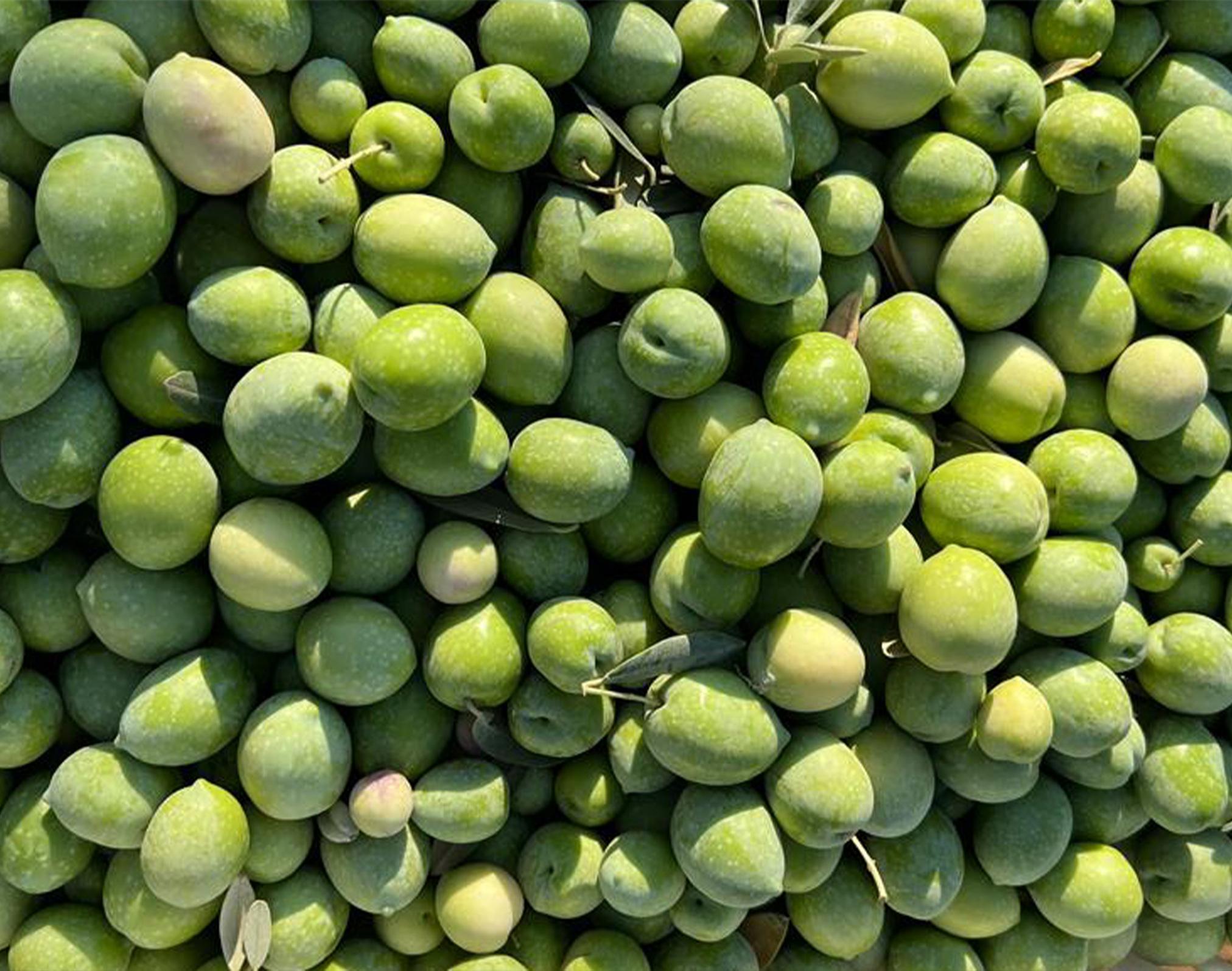 Olive cultivation
