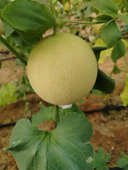 Cantalux Gal