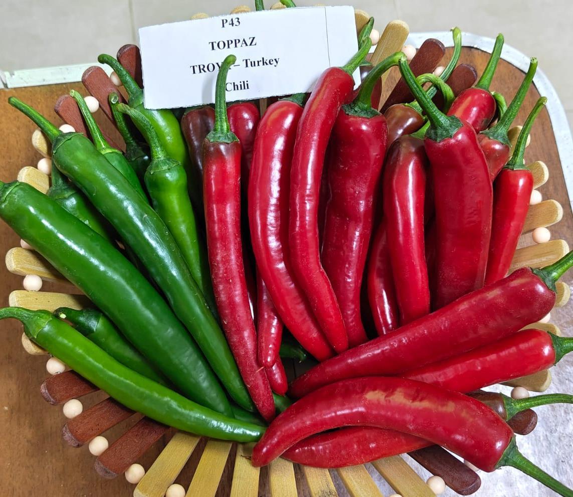 TOPPAZ– CHILI